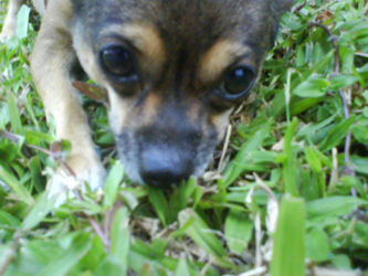 Ferret in the grass.